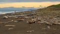 Driftwood on a beach near Nuhaka, New Zealand Royalty Free Stock Photo