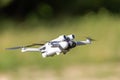 Remote-controlled drone hovers in the sky, capturing aerial footage