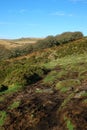 Wistman`s Wood Dartmoor England