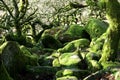 Wistman`s Wood Dartmoor England