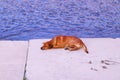 Remote image of stray brown Thai dog was lying on the concrete floor next to canal, Royalty Free Stock Photo