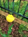 Remote image of a yellow tulip.