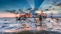 Mangrove beach at Cape Panwa in Phuket, Thailand Royalty Free Stock Photo