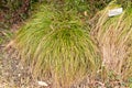 Remote Sedge or Carex Remota plant in Saint Gallen in Switzerland Royalty Free Stock Photo