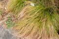 Remote Sedge or Carex Remota plant in Saint Gallen in Switzerland Royalty Free Stock Photo