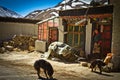 A remote southern Tibetan Village in Tibet with dog and lady Royalty Free Stock Photo