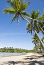 Remote Tropical Brazilian Beach Palm Trees Royalty Free Stock Photo