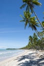 Remote Tropical Brazilian Beach Palm Trees Royalty Free Stock Photo