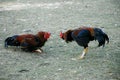 A real Cockfight in a local fair