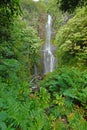 Remote waterfall in rainforest in Hawaii Royalty Free Stock Photo