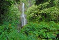 Remote waterfall in rainforest in Hawaii