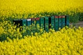 Removable hives in a field