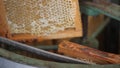 Removal of honey from the honeycomb. Honey extractor is spinning with frames with honeycombs, honey pumping. Getting honey from ho