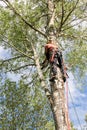 Arborist cuts small branches Royalty Free Stock Photo