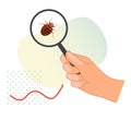 Remove Bed Bugs - Genus Cimex - Stock Illustration