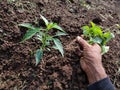 Farmers' hands remove the grass growing around the chili trees