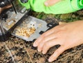 Removing bread crumbs from Kitchen Tray Toaster Royalty Free Stock Photo