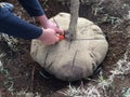 New Tree Planting: Cutting Cords from Burlap around Root Ball Royalty Free Stock Photo