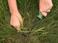 Removing Crabgrass Royalty Free Stock Photo