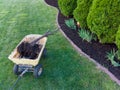 Removing a dead arborvitae tree from a flowerbed Royalty Free Stock Photo