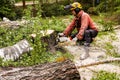 Removing a hemp tree by a large chainsaw