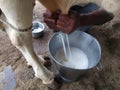 Removing Milk From Cow Indian tradition farmer method