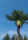 Removing A Pine Tree