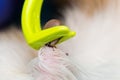 Removing a tick from cat or dog skin with tick remover tool Royalty Free Stock Photo