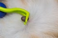 Removing a tick from cat or dog skin with tick remover tool