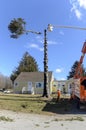 Removing top of Norway Spruce tree