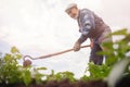 Removing weeds from soil of potatoes, Senior elderly man wielding hoe in vegetable garden Royalty Free Stock Photo