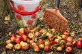 Removing windfall apples