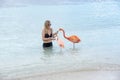 Young Woman with Long Blond Hair in Black Bikini Feeding Pink Flamingos on the Beach Royalty Free Stock Photo