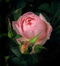 Renaissance peony rose after the rainfall