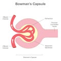 The renal corpuscle or Bowman\'s Capsule structure