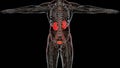 renal system, Kidneys, medically accurate male anatomy organ scan, excretory system,