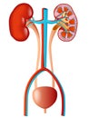 Renal System Royalty Free Stock Photo