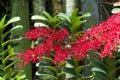Renanthera Kalsom, a beautiful red orchid Royalty Free Stock Photo
