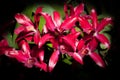 Renanthera orchid Royalty Free Stock Photo