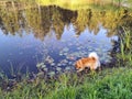Renda. Summer. Pond. Dog. Forest.