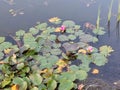 Renda. Summer. Water flowers. Pond.
