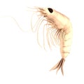 Render of crustacean - shrimp