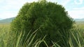 Chamaecyparis cypress in field