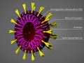 Coronavirus model