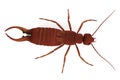 Render of earwig