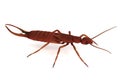 Render of earwig