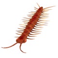 Render of lithobius forficatus