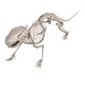 Render of mouse skeleton