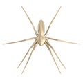 Render of pisaura mirabilis