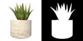 Front view of Plant Potted Vase with Indoor Plant 10 Tree png with alpha channel to cutout made with 3D render Royalty Free Stock Photo